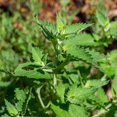 thumbnail image 6 of 4 Live Catnip Plants, Catnip Mint Plants for Home Garden, Containers Growing, Size 3 to 6 Inch Starter Plants, No Pot, Well Rooted, 6 of 6