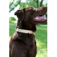 thumbnail image 3 of Country Brook Petz® Premium Nylon Dog Collar and Leash - Copper Gold, Small, 3 of 7