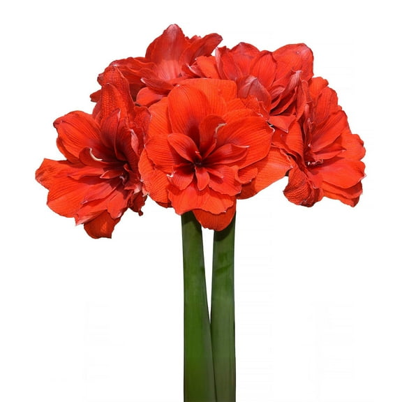 Malaga Amaryllis - 28-32 cm bulb