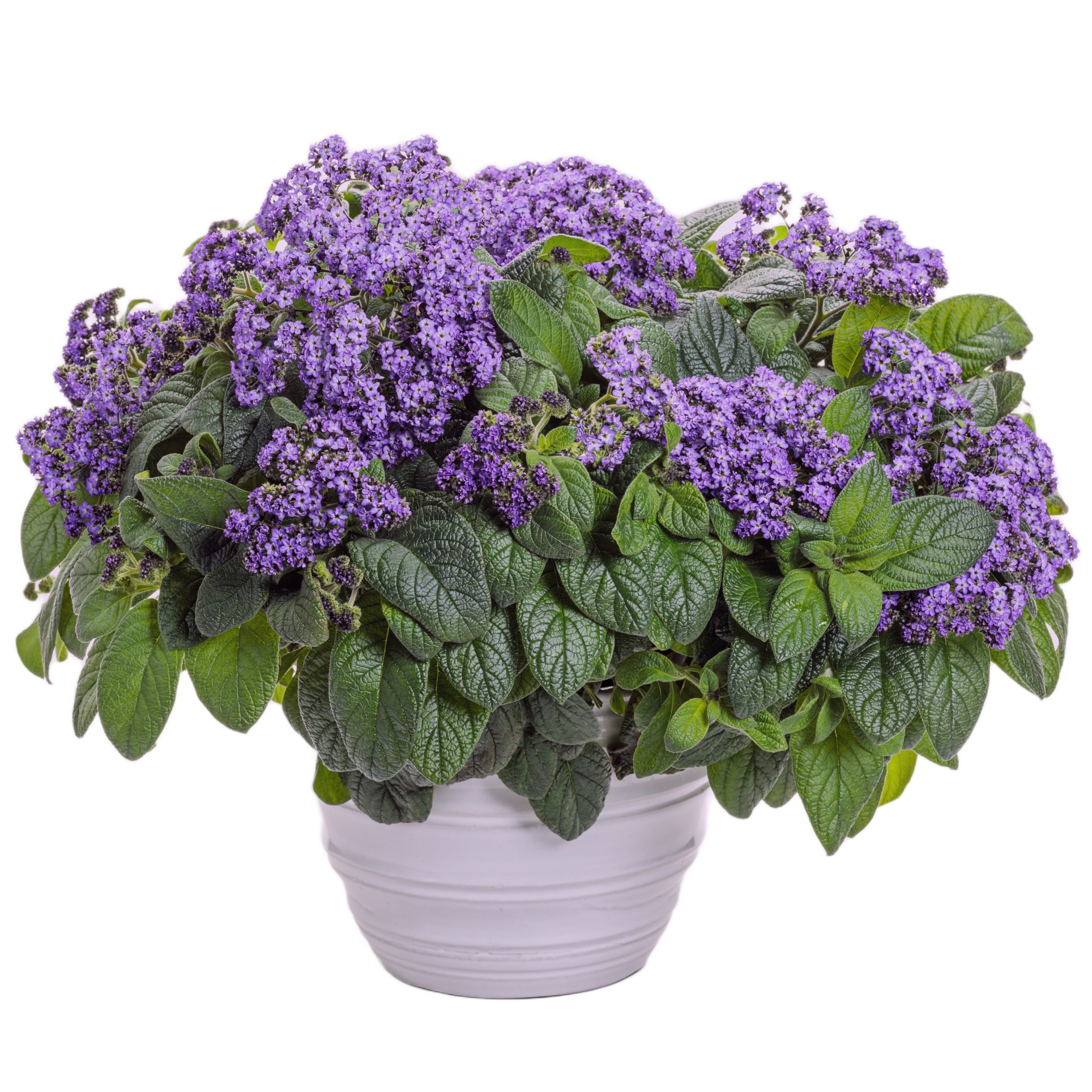 Proven Winners 4" Aromagica Purple Heliotrope Live Plant in 4.25" Pot (4 Count)
