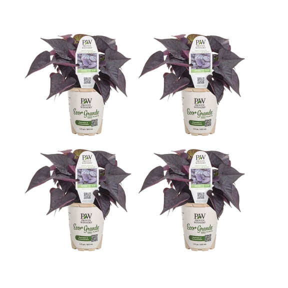 Proven Winners 4" Black Sweet Caroline Sweetheart Jet Black Sweet Potato Vine Live Plant in 4.25" Pot (4 Count)