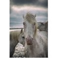 thumbnail image 1 of Great BIG Canvas | "The White Horses of the Camargue in the water in the South of France" Art Print - 24x36, 1 of 4