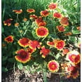thumbnail image 5 of TomorrowSeeds - Perennial Blanket Flower Seeds - 1200+ Count - For 2025 Planting Gaillardia Aristata, 5 of 10