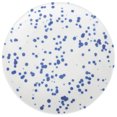 thumbnail image 3 of Breakfast Plate Ceramic Serving Dish Porcelain Breakfast Plate Kitchen Food Serving Plate, 3 of 8