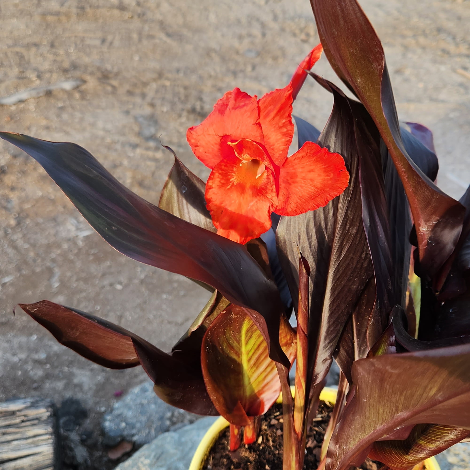 Altman Plants 'Lava Rock' Canna Lily | 4qt. Grow Pot; Full Sun | Flowering Perennial, Outdoor Plant