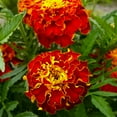 thumbnail image 4 of TomorrowSeeds - Red Cherry French Marigold Seeds - 1000+ Count - For 2026 Planting Dwarf Tagetes, 4 of 9