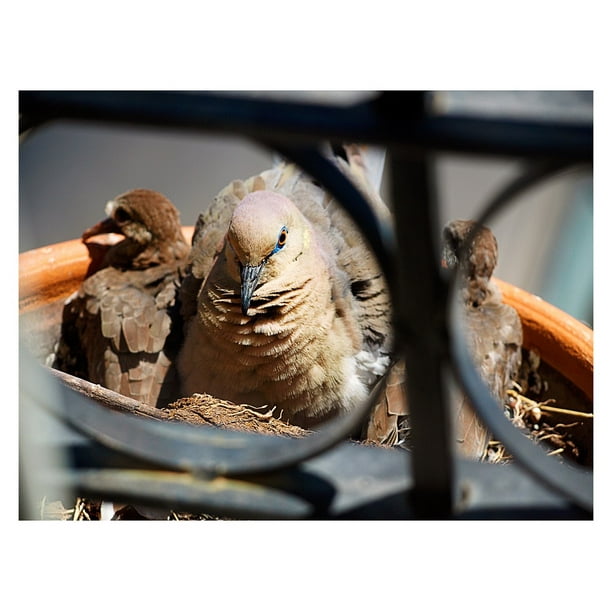 Bird S Nest Mom Nature Baby Pigeon Eye Head Bird Inch By 30 Inch Laminated Poster With Bright Colors And Vivid Imagery Fits Perfectly In Many Attractive Frames Walmart Com Walmart Com