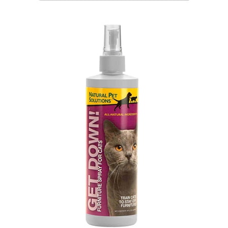 "GET DOWN CAT!" 16oz
