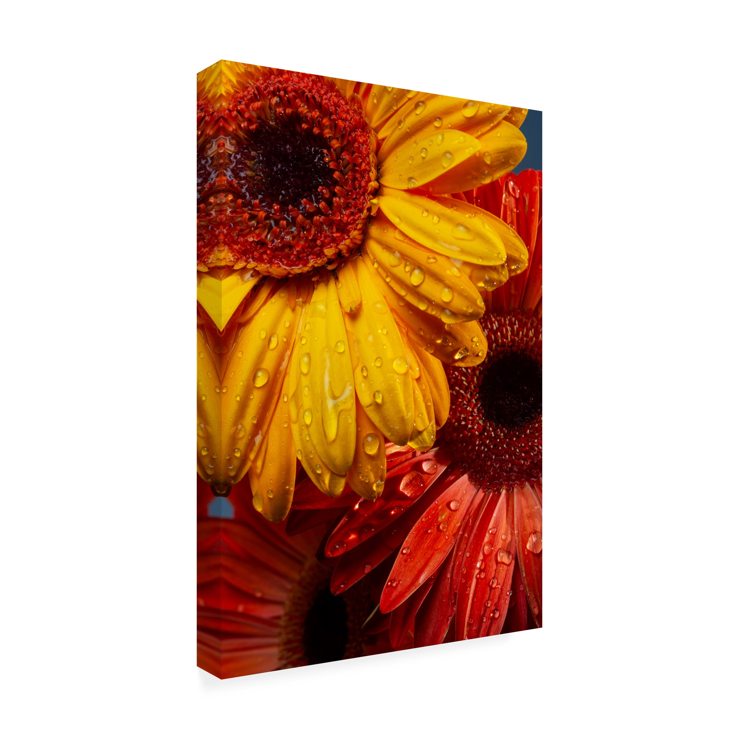 engin akyurt 'Gerbera flowers and water drops' Canvas Art
