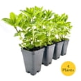 thumbnail image 4 of 4 Spearmint Plants (Mentha spicata) | Fragrant, Fast-Growing Culinary Herb | Perennial & Hardy for Garden or Containers | Perfect for Tea, Cocktails & Cooking | Live Plants, 4 of 8