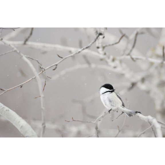 Small Bird On Tree Branch Canvas Art - Richard Wear  Design Pics (17 x 11)