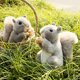 thumbnail image 2 of Peluche de ardilla gris del mundo salvaje súper realista, pelo esponjoso de simulación, cola de paraguas grande, Animal de peluche de cacahuete, 1 ud., 2 of 5