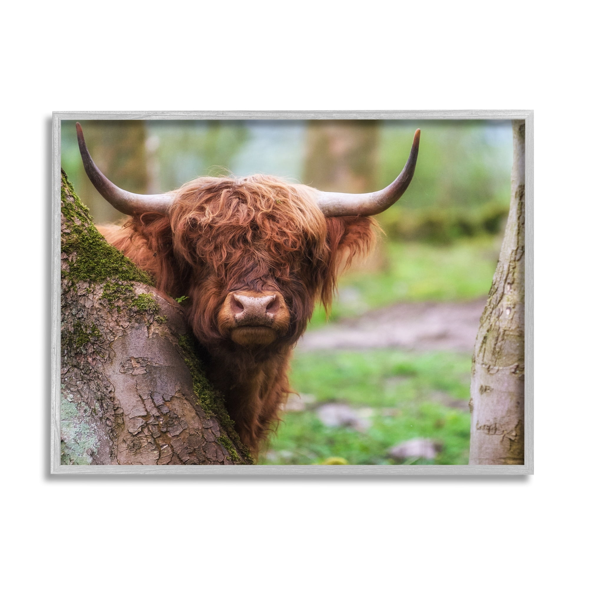 Stupell Industries Highland Cattle Peering Between Trees Lush Nature Scene Photograph Gray Framed Art Print Wall Art, Design by James Dobson