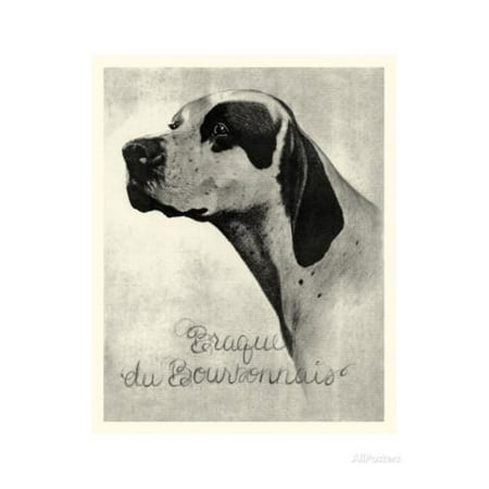 La Cataracte Du Chien âgé Wanimovéto