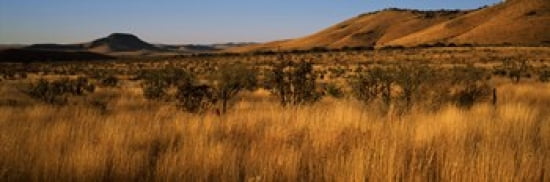 Dry Grass On A Land