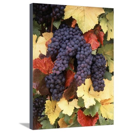 Pinot Noir Grape, Close-Up, Willamette Valley, Oregon, USA Stretched Canvas Print Wall Art By Stuart