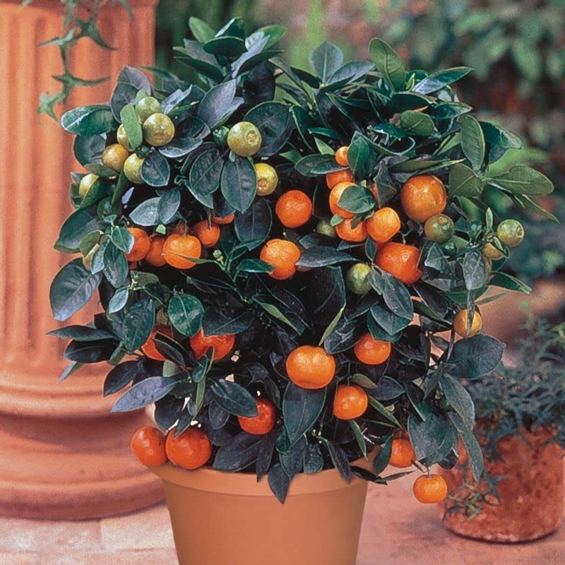 ⭐ Gardenera Labs's Expert Formulated Soil Mix for Tangerine Trees 🍊: The Ideal Growing Medium for Indoor Citrus Trees [10 Quart Bag]