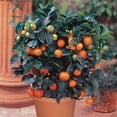 thumbnail image 6 of ⭐ Gardenera Labs's Professional Grade Soil Mix for Tangerine Trees 🍊: The Secret to Thriving Indoor Citrus Trees 🍃 - 3 QUART, 6 of 7