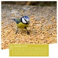 thumbnail image 4 of Gorges Weatherproof Markenwelt Hanging Birdhouse Feeder, 4 of 7