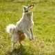 thumbnail image 4 of Bozal para perro Ingestión Bozal para perro Boca larga Malla Transpirable Bozal para perros medianos y grandes, 4 of 4