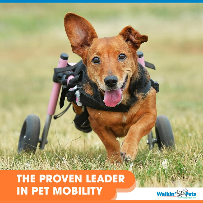 Walkin' Wheels Corgi Wheelchair - for Small Dogs 18-39 lbs - Veterinarian Approved - Wheelchair for Back Legs