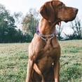 thumbnail image 5 of Reflective Martingale Dog Collars, Adjustable Soft Neoprene Padded Breathable Nylon Pet Collar for Puppy, Medium and Large Dogs,Rose Red,L, 5 of 5
