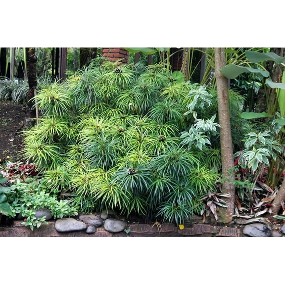 50 UMBRELLA PLANT CYPERUS Alternifolius Papyrus Grass Umbrella Palm Flower Seeds