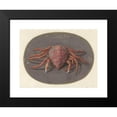 thumbnail image 2 of Jan Augustin van der Goes 18x15 Black Modern Framed Museum Art Print Titled - Krab (1690), 2 of 5