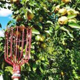 thumbnail image 2 of Fruit Picker Pole with Basket Telescoping A3 Wire Fruits Catcher Orchard Picking Tool Fruit Picker Tool Kit for Mango Orange Lemon, 2 of 7