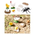 thumbnail image 1 of Figuras de Del Modelo de Ciclo de Crecimiento de Hormigas perfke Figurilla del ciclo de crecimiento, 1 of 8