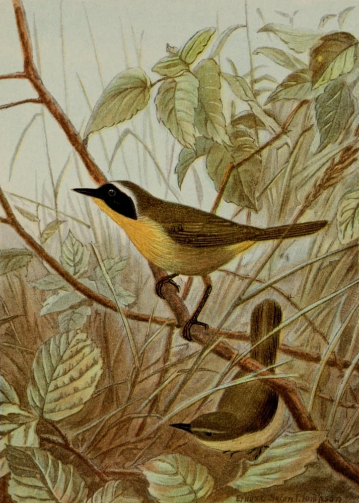 Bird Life 1901 Mary