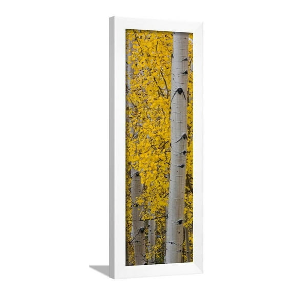 Quaking Aspen Populus Tremuloides Tree, Boulder Mountain, Dixie National Forest, Utah, USA, Botanical Framed Art Print Wall Art Sold by ArtCom
