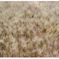 thumbnail image 2 of Gulin, Sylvia 27x26 Gold Ornate Wood Framed with Double Matting Museum Art Print Titled - USA-Washington State-Benge Dried grass seed heads, 2 of 4