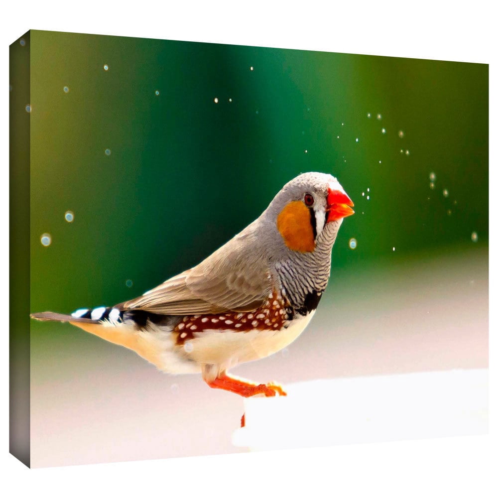 Lindsey Janich "Zebra Finch" Gallery-Wrapped Canvas