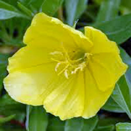 Evening Primrose 200  Seeds Newly Harvested, Beautiful Yellow Flowers