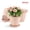 Pink, variant on QCQHDU 6 Pack 6 Inch Beige Plastic Plant Pots, Vine Pattern with Drainage Holes & Saucers, Indoor Outdoor Flower Planters