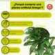 thumbnail image 3 of Planta artificial decorativa Artego Dracaena Palo de Brasil grande 170cm para hogar sala comercio oficina, 3 of 8