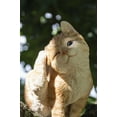 thumbnail image 2 of Hi-Line Gift Ltd 87757-X Yellow Cat Scratching Ear, 2 of 3