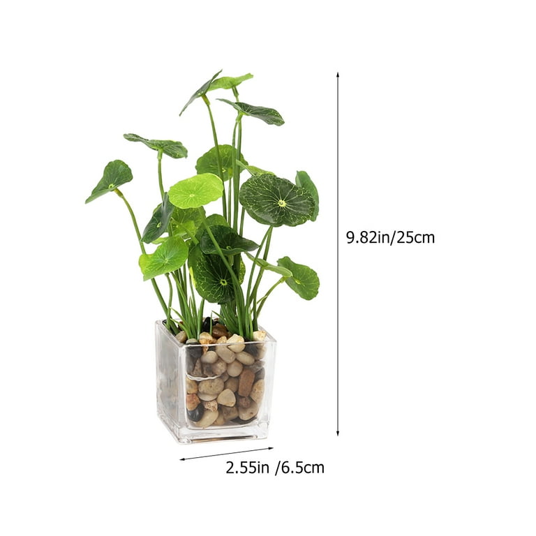 jasmine plant in a pot Arabian Jasmine