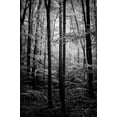 thumbnail image 2 of Rowland, Joseph 11x14 White Modern Wood Framed Museum Art Print Titled - Grove, 2 of 4
