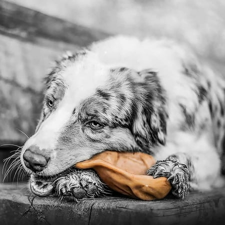 Pet Qwerks BarkBone Natural Instincts Bacon Infused Pig Ear Nylon Dog Chew Toys for Aggressive Chewers - Real Bacon, Medium