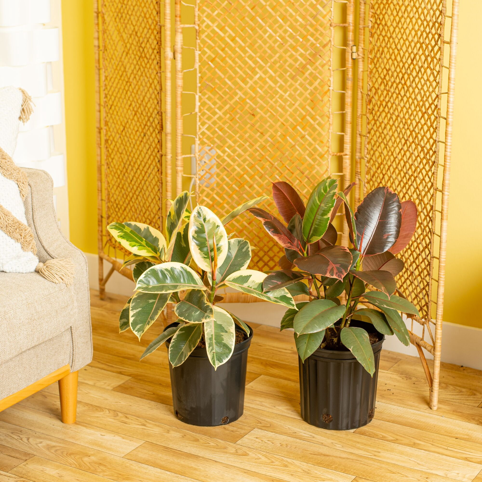 Costa Farms 22" Ficus Grower's Choice Live House Plants in 10" Grower Pot 2 (Count)