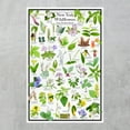 thumbnail image 2 of New York Wildflowers Poster - Native Woodland Blooms - Educational Science Chart of New York Flowers, 2 of 5