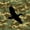 Forest Green, variant on Manfei Patchwork Duck Camo Shower Curtain 72Wx72L, Mid Century Camouflage Shower Curtain 72Wx72L, Desert Tan
