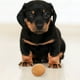 thumbnail image 4 of KAKOWELY 3 huevos de juguete para perros, juguetes chirriantes para perros, juguetes interactivos para perros pequeños y cachorros., 4 of 5