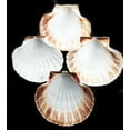 thumbnail image 2 of Set of 50 Real Baking Scallop Shells (3 1/2"-3 7/8") for Cooking, Baking, Serving Food Beach Crafts and Coastal Decor, 2 of 3