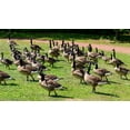 thumbnail image 4 of Bird-X Bird Stop Bird & Goose Repellent Natural Ingredients One Gallon Concentrate Canada Geese Starlings Sparrows, 4 of 5