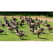 Bird-X Bird Stop Bird & Goose Repellent Natural Ingredients One Gallon Concentrate Canada Geese Starlings Sparrows