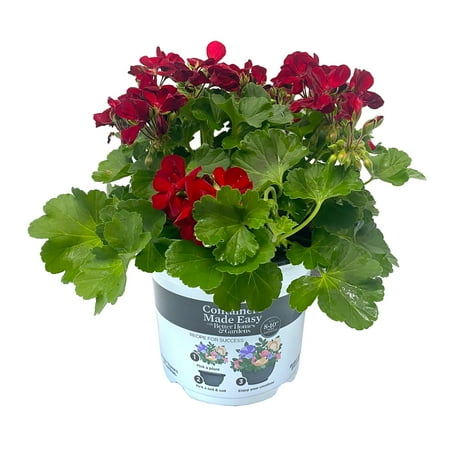 Better Homes & Gardens 3QT Red Geranium Vinca Vine Combo Live Plant Containers Made Easy Sun