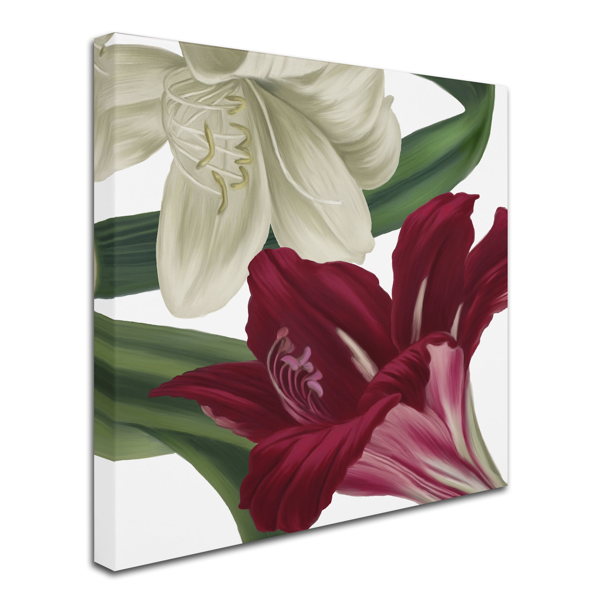 Trademark Fine Art 24 x 24 Canvas Art ' Christmas Amaryllis II ' by Color Bakery